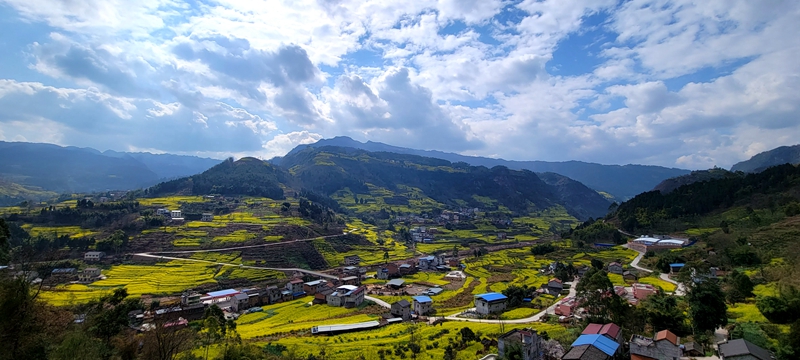 掩映在屏山縣中都鎮油菜花叢中的鄉村阡陌交通 攝影 劉波.jpg