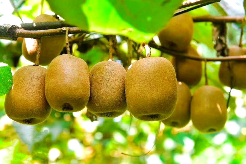 王家镇柏杨村300亩猕猴桃挂满枝头,喜获丰收王家镇白玉村游永聪家种植